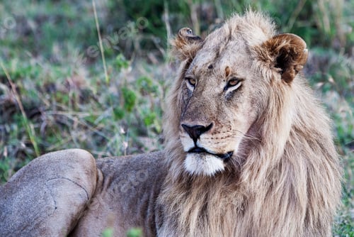 Preview: Male African Lion In The Maasai Mara National Park, Kenya