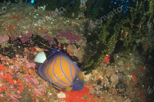 Preview: Blue-Ringed Angelfish