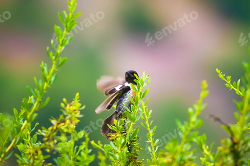 Preview: Cute Bird On Branch. Nature Background
