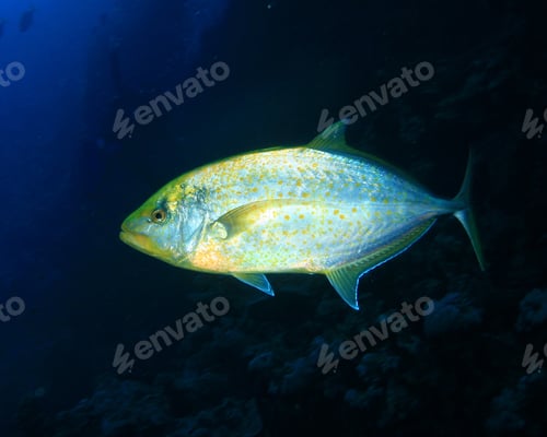 Preview: Orangespotted Trevally