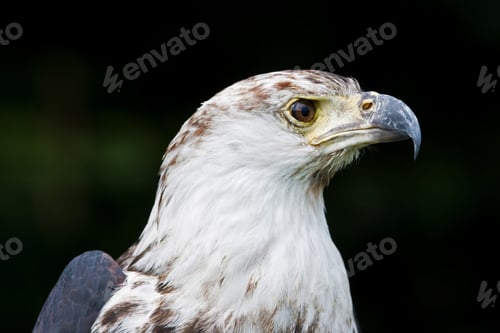 Preview: African Fish Eagle
