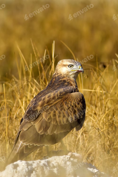 Preview: Buzzard. Natural Background.