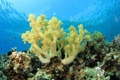 Preview: Soft Coral Underwater Ocean Reef