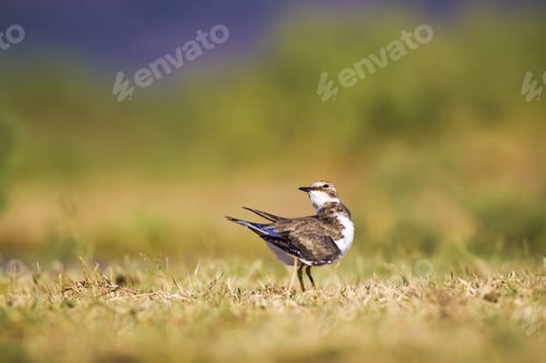 Preview: Cute Bird. Green,Yellow And Blue Nature Background. Bird: Little Ringed Plover. Charadrius Dubius.