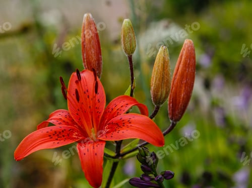 Preview: Lilium Oriental Hybrid In Garden. Blossom Of Lilium Oriental In Flowerbed.