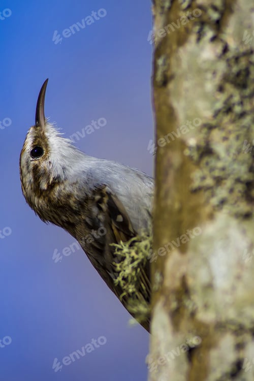 Preview: Amazing Bird Short Toed Treecreeper. Bird Climbs. Blue Nature Background. Certhia Brachydactyla