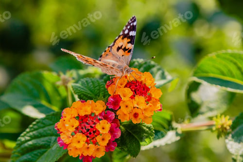 Preview: A Beautiful Butterfly On The Flowers Of A Tropical Plant Lantana Camara. Bright Summer Floral