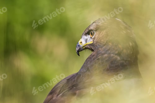Preview: Bird Of Prey. Green Nature Background. Bird: Long Legged Buzzard. Buteo Rufinus.