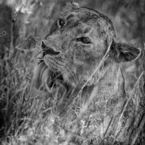 Preview: Vintage Style Black And White Image Of A Wild African Lioness In The Serengeti National Park