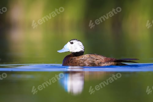 Preview: Swimming Cute Duck. Colorful Nature Background. Bird: White Headed Duck. Oxyura Leucocephala.