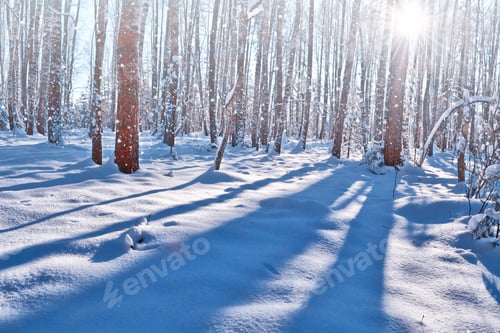 Preview: Forest In The Frost. Winter Landscape. Snow Covered Trees.