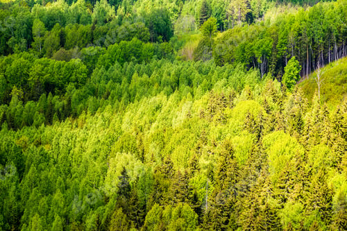 Preview: Endless Forest Trees With Green Foliage In Summer Day With Far Horizon