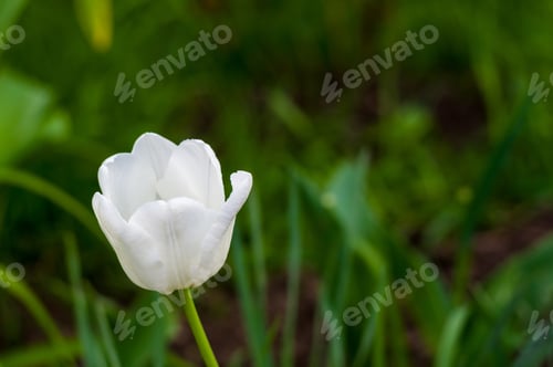 Preview: Colorful Tulips In Early Spring In The Garden