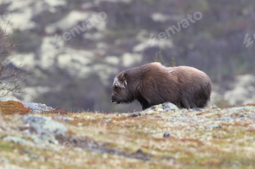 Preview: Muskox In Dovrefjell National Park, Norway