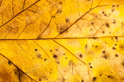 Preview: Texture With Rotten Leaves With Fibers