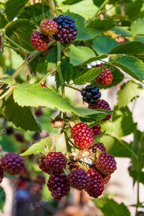 Preview: Red And Black Wild Blackberries Bushes And Branches On Green Leaves Background. Close Up View Of A