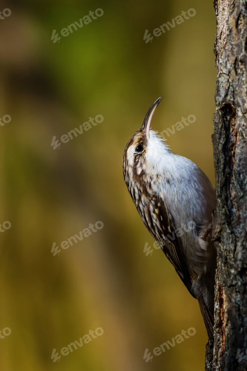 Preview: Cute Bird Climbing Tree Short Toed Treecreeper / Certhia Brachydactyla