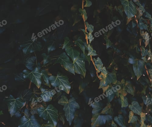 Preview: Ivy On The Wall