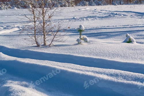 Preview: Frozen Winter Forest With Snow Covered Trees.