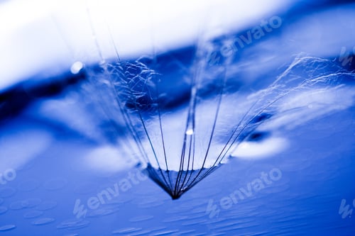Preview: Macro, Abstract Composition With Colorful Water Drops On Dandelion Seeds