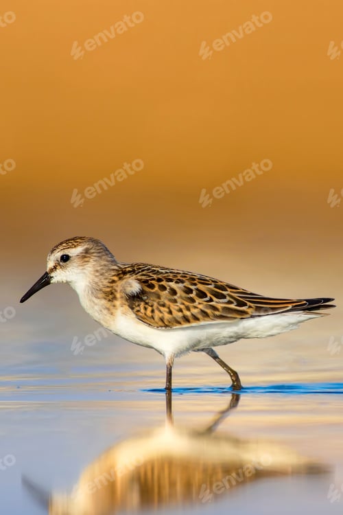 Preview: Cute Little Bird. Natural Background. Bird: Little Stint. Calidris Minuta.