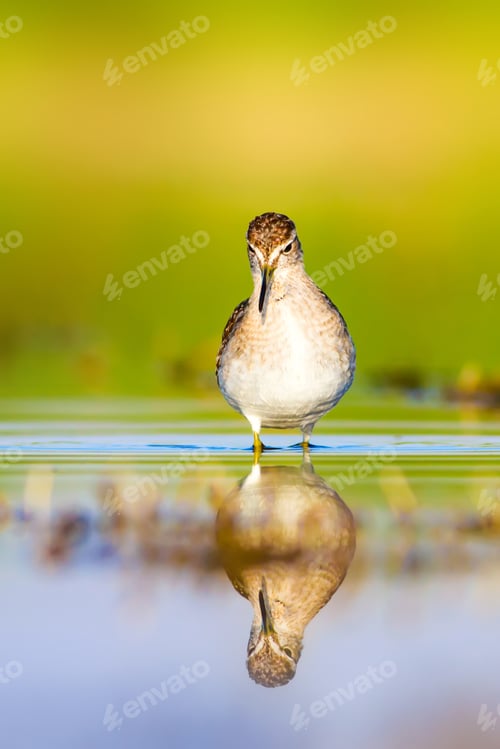 Preview: Cute Water Bird. Natural Background.
