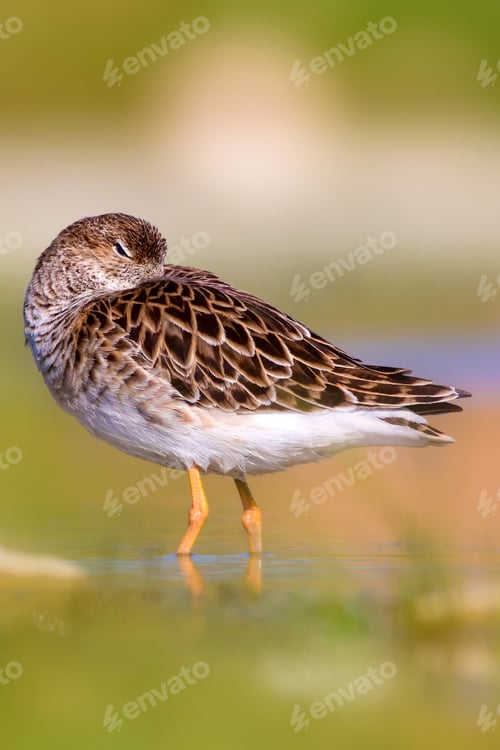 Preview: Cute Water Bird Is Sleeping. Natural Wetland Background. Common Water Bird: Ruff. Philomachus