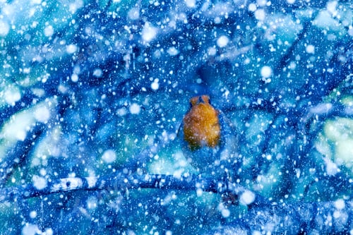 Preview: Winter Season And Birds. Falling Snow. Blue Nature Background. Bird: Robin.