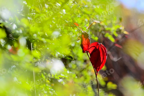 Preview: Virginia Creeper (Parthenocissus Quinquefolia) Leaves