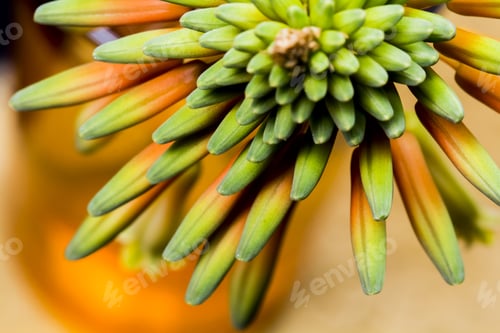 Preview: Aloe Vera Flower With Details