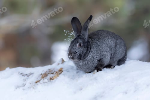 Preview: Rabbit. Winter Forest Nature Background.