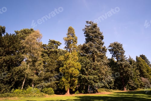Preview: Tall Trees In Late Summer