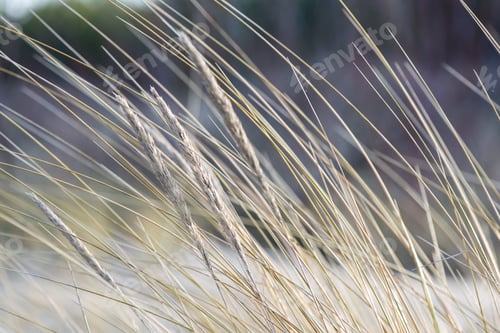 Preview: Beautiful Blur Dry Grass And Bent Background