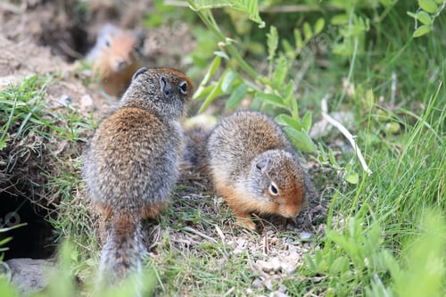 Preview: Columbian Ground Squirrel Cub Canadian Rockies
