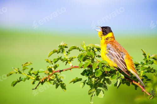 Preview: Cute Bird Singing. Green Nature Background. Bird On Green Branch Black Headed Bunting