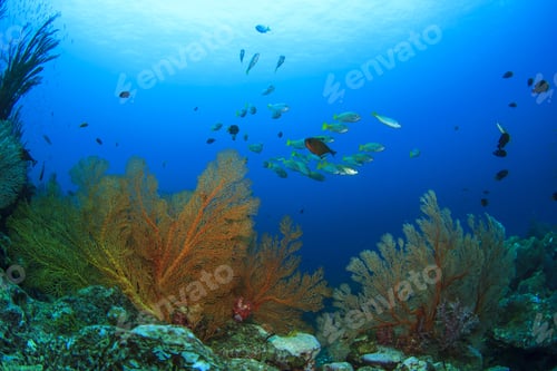 Preview: School Yellow Snappers Fish And Coral Reef Underwater