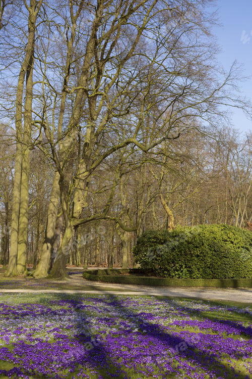 Preview: Bunch Of Pink And Purple Crocus On Lawn With Tree Shadow Pattern