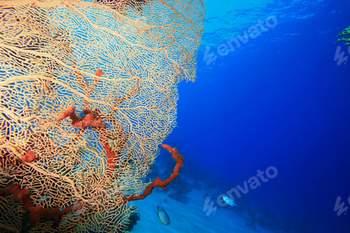 Preview: Gorgonian Fan Coral (Annella Mollis)