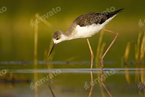 Preview: Water Bird. Black Winged Stilt. Green Nature Habitat Background. Bird: Himantopus Himantopus.
