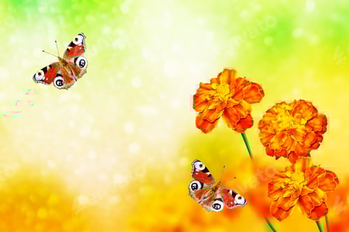 Preview: Colorful Marigold On The Background Of The Summer Landscape. Butterfly On A Flower.