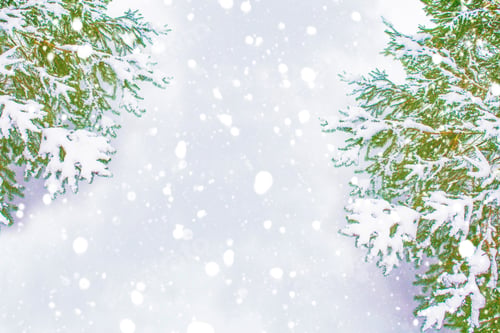 Preview: The Branches Of The Snow Covered Christmas Tree. Greeting Card
