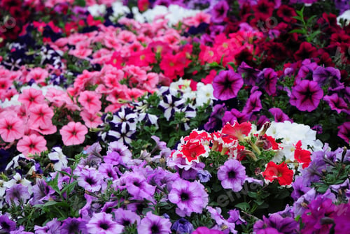 Preview: Flowerbed With Multicoloured Petunias