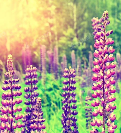Preview: Summer Landscape With Beautiful Bright Lupine Flowers