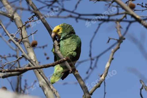 Preview: Yellow-Headed Amazon (Amazona Oratrix), Rosenstein Park, Stuttgart, Baden-Wuerttemberg