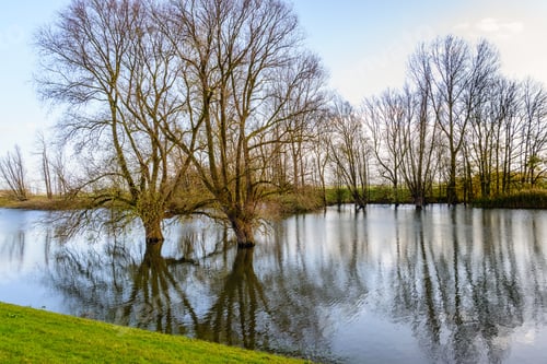 Preview: Bare Trees Reflected In The Mirror Smooth Water Surface Of A Small Lake In A Dutch Nature Reserve