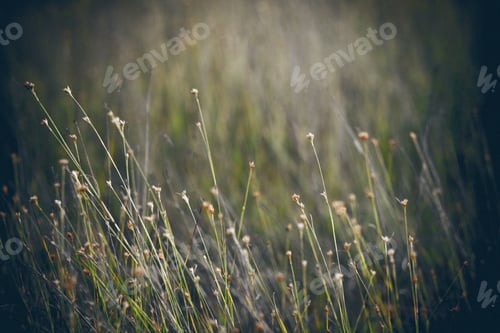 Preview: Closeup Of Beautiful Green Grass With Blur Background. Vintage Effect. Retro Grainy Color Film Look.