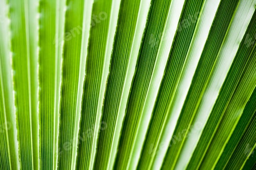 Preview: Chamaerops Humilis Plant - Beautiful Details And Texture In Botanical Garden