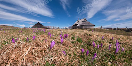 Preview: Spring Crocus At Velika Planina In Slovenia With Old Shepherd Cottages All Around.