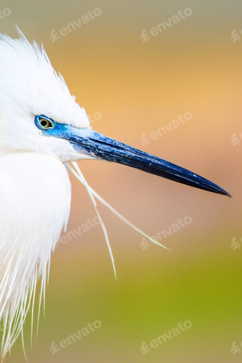 Preview: Cute White Bird. Heron. Nature Background.