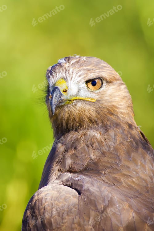 Preview: Bird Of Prey. Green Nature Background Long Legged Buzzard / Buteo Rufinus